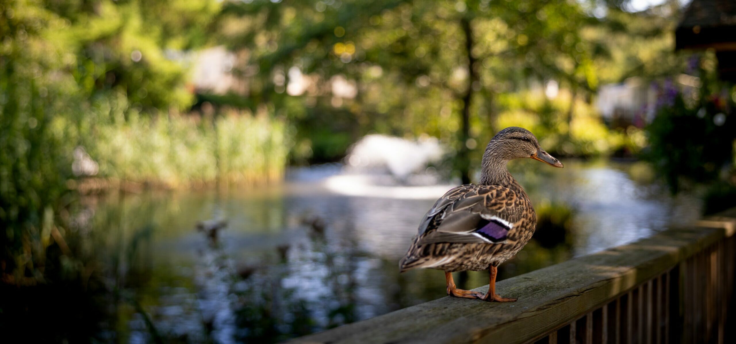 duck by water at partingtons